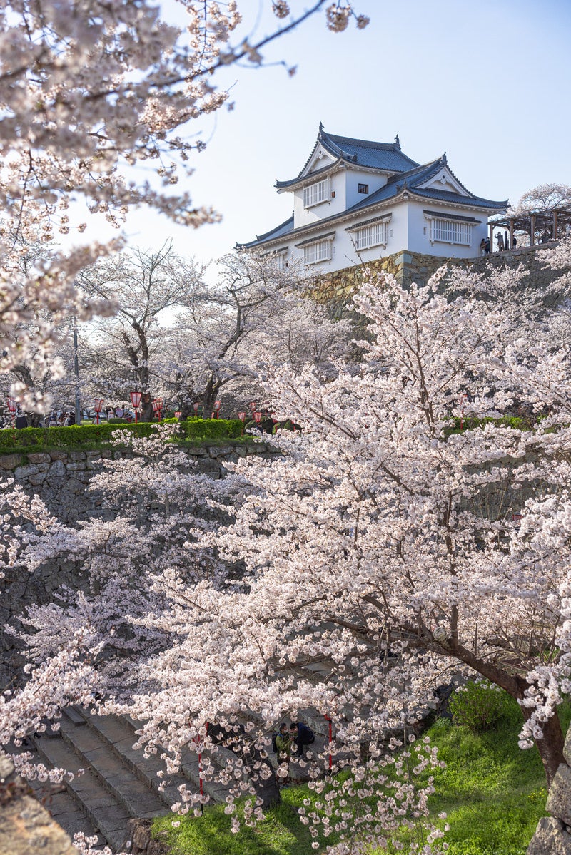 「公園内に咲く桜と津山城跡（備中櫓）」の写真