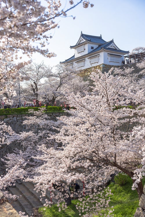 公園内に咲く桜と津山城跡（備中櫓）の写真