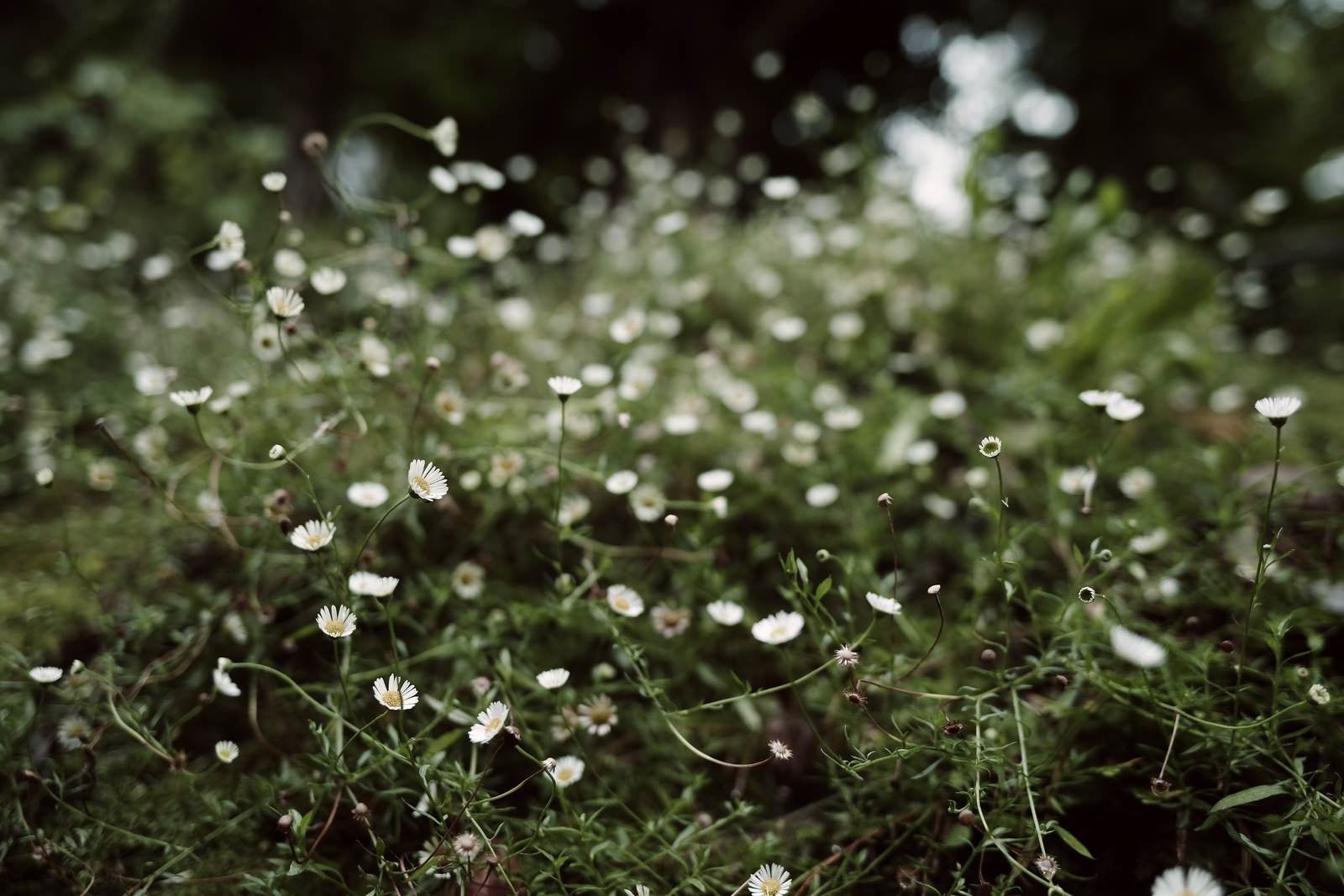 「野に茂る草花」の写真