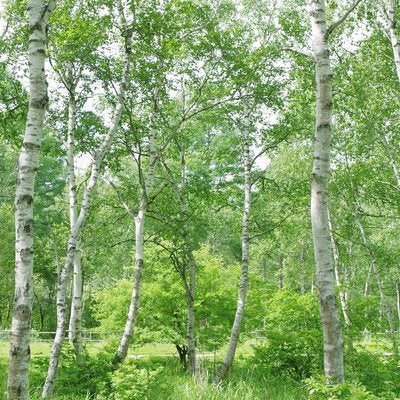 新緑の白樺林 - 爽やかな春の自然風景写真の写真