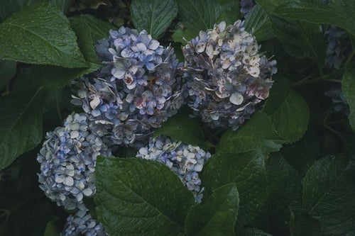 雨上がりの紫陽花と雨の匂いの共演の写真