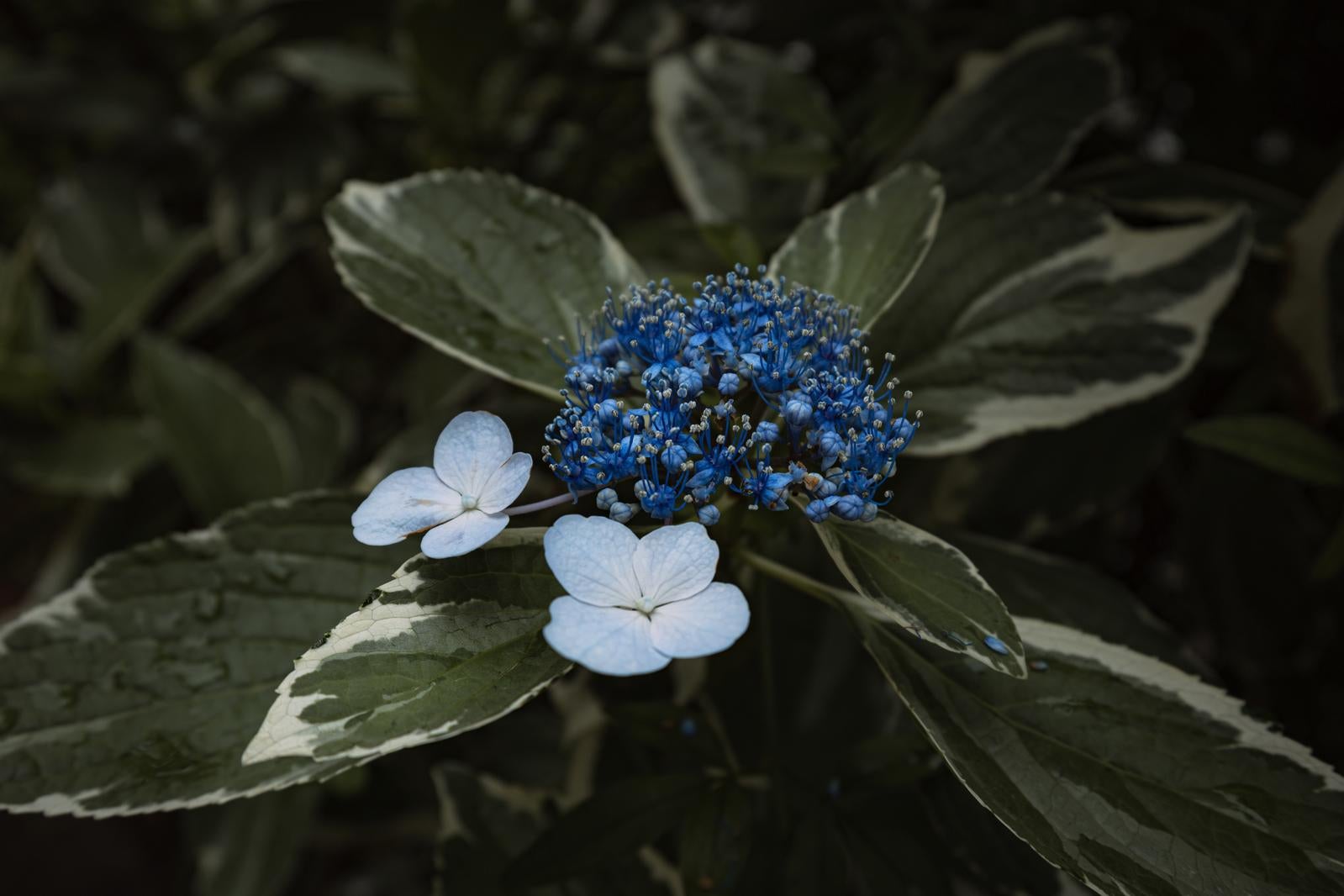 「青色を引き出す紫陽花の写真」の写真