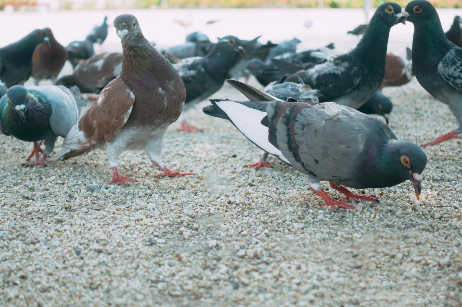 「鳩の群れ」の写真