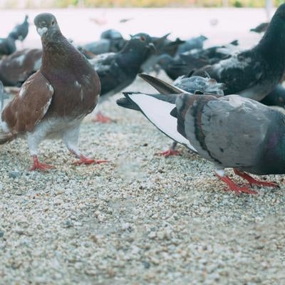 鳩の群れの写真