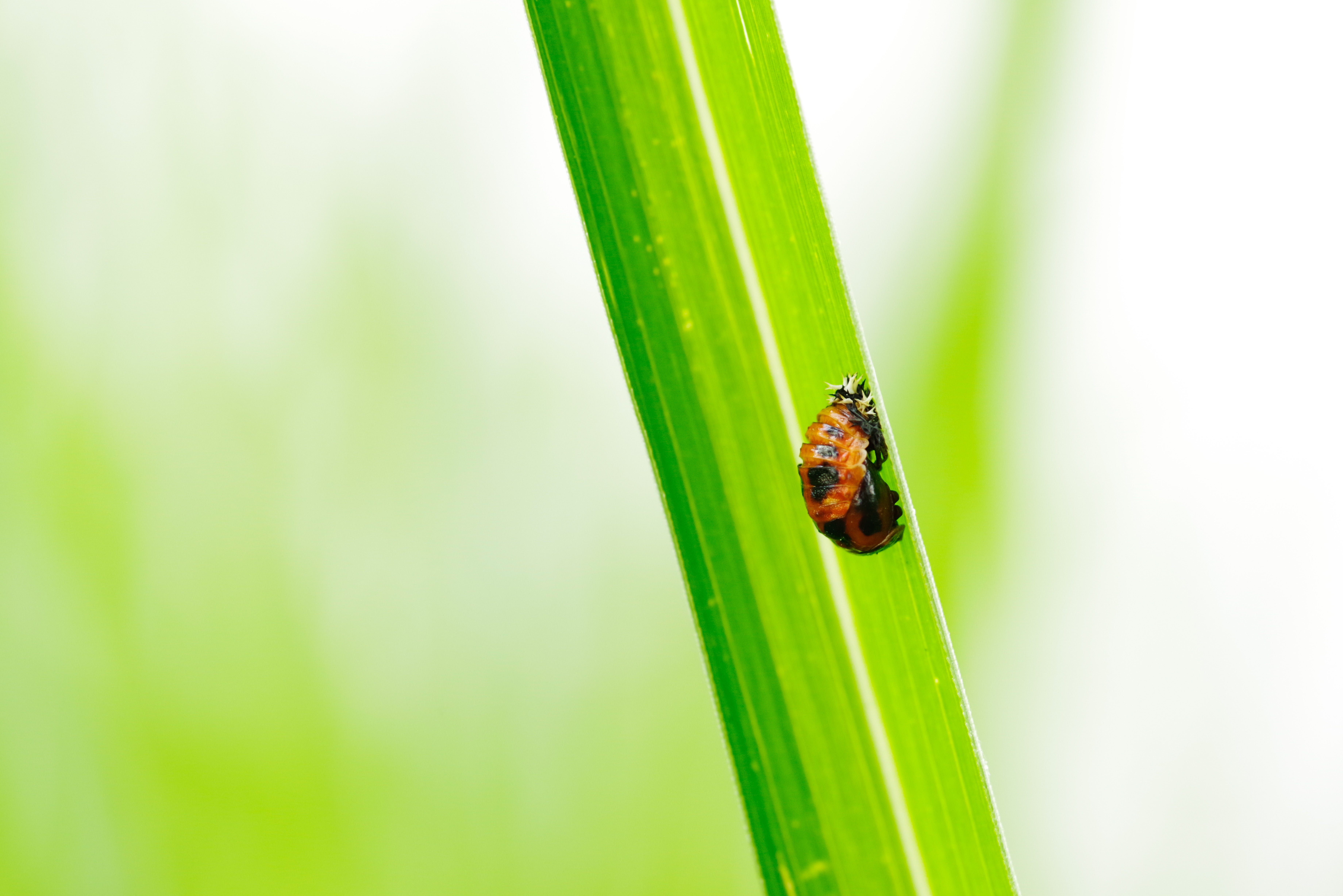 茎をよじ登るしわしわしたてんとう虫の無料の写真素材 - ID.37897