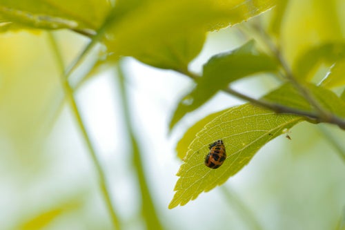 葉っぱの陰に隠れて脱皮の準備をするてんとう虫の写真