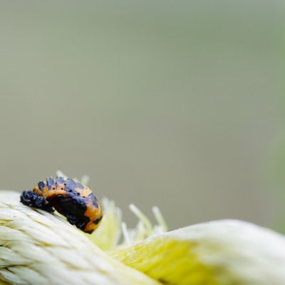 よじ登る黒斑点のてんとう虫（マクロ撮影）の写真