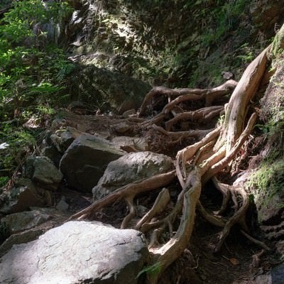 岩を抱く大木の根の写真