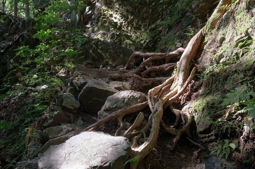 岩を抱く大木の根の写真