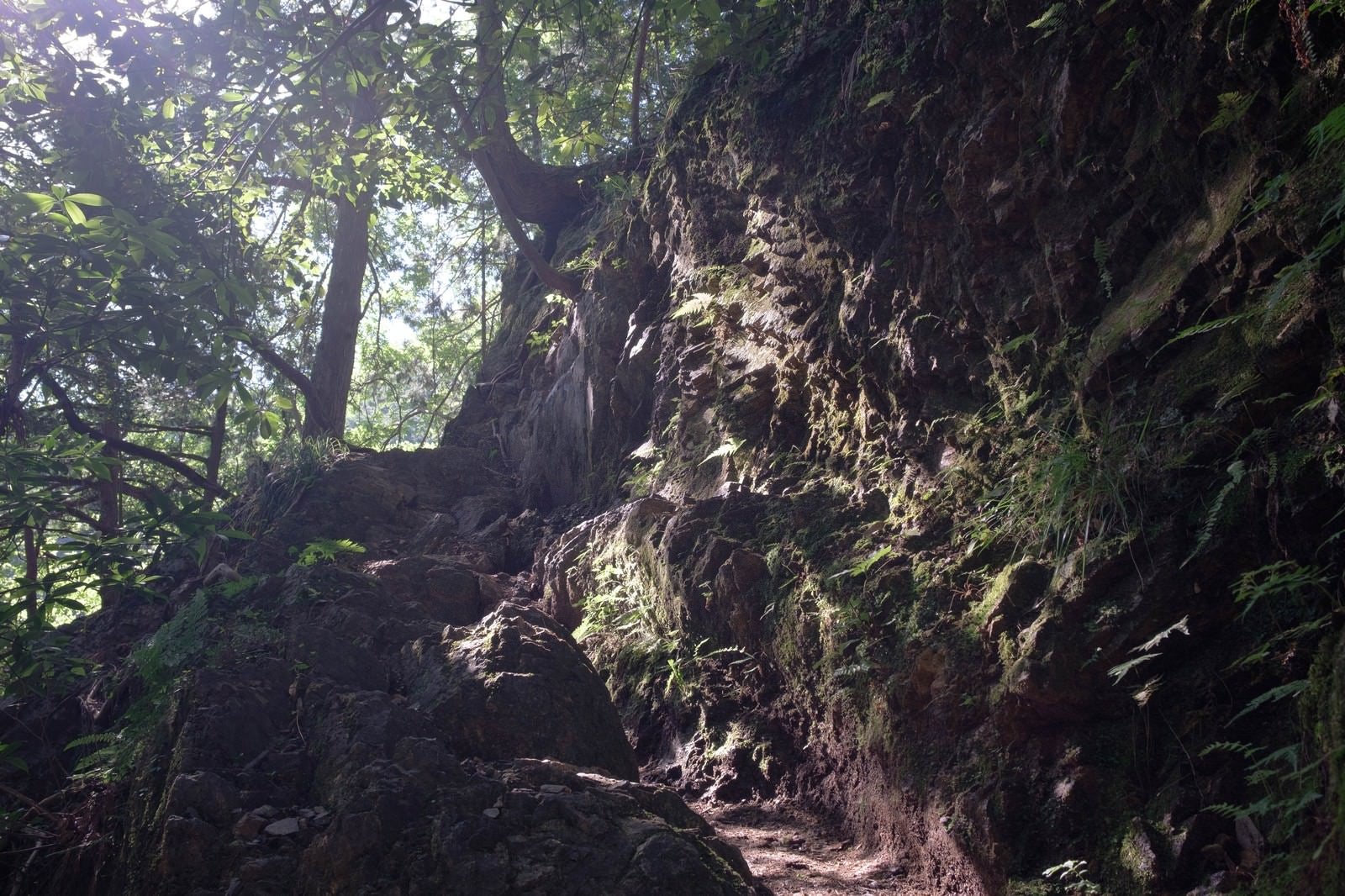 「光溢れる白谷沢登山道」の写真