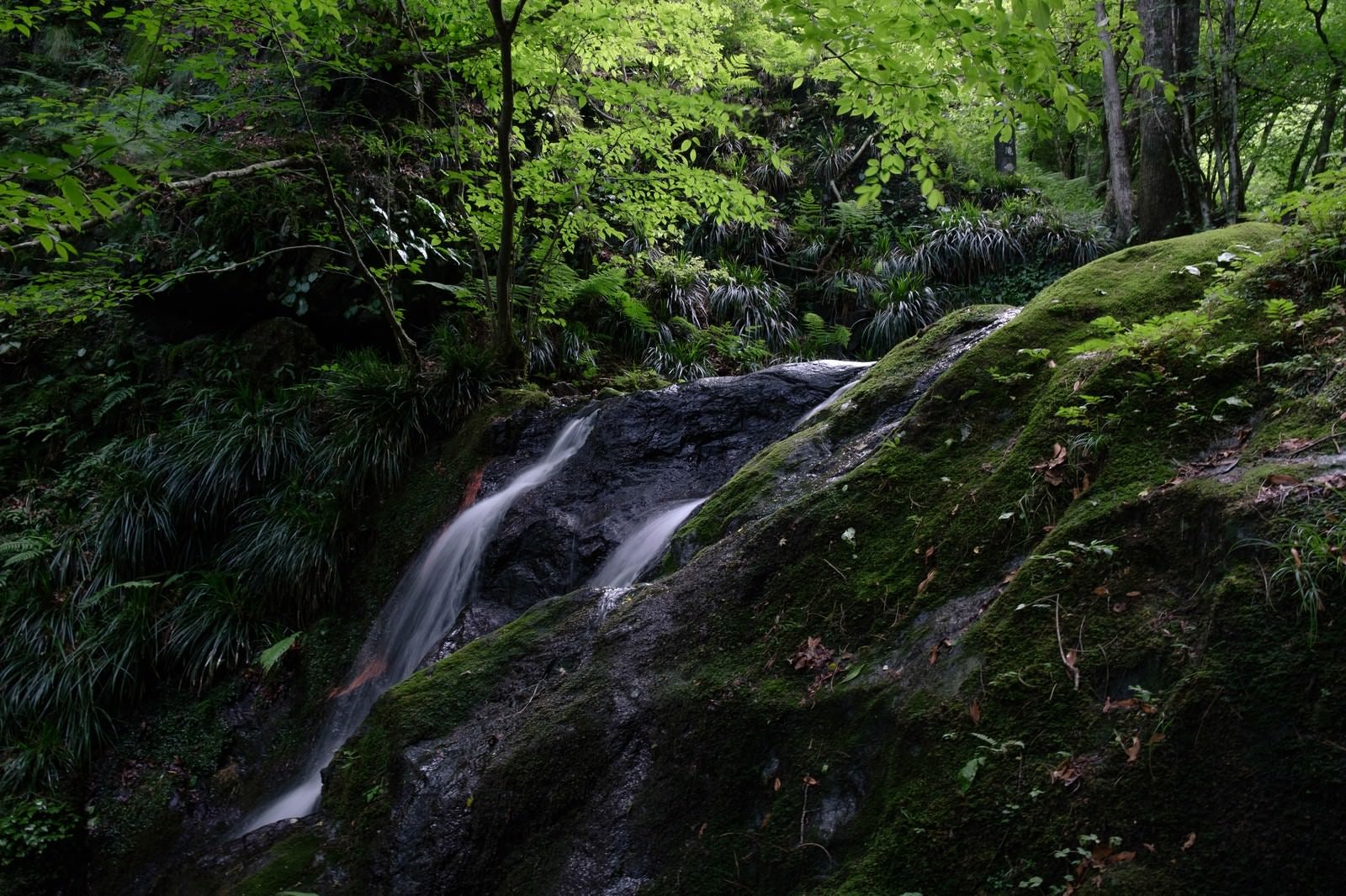 「緑鮮やかな棒ノ嶺・藤懸の滝」の写真