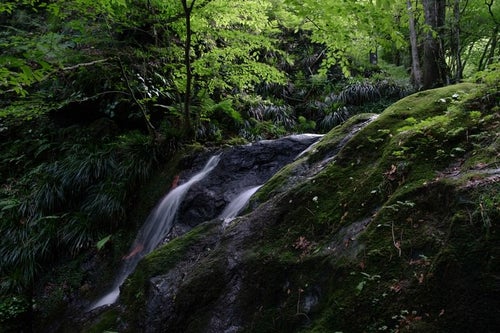 緑鮮やかな棒ノ嶺・藤懸の滝の写真