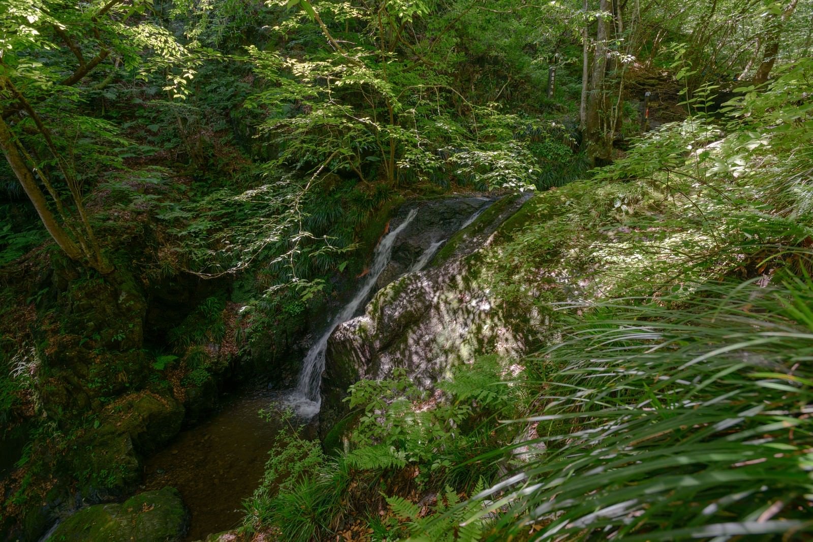 「新緑に覆われた藤懸の滝」の写真