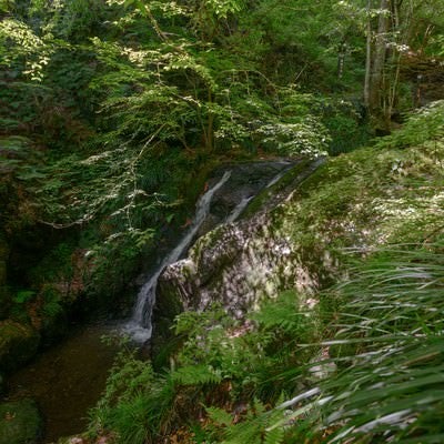 新緑に覆われた藤懸の滝の写真
