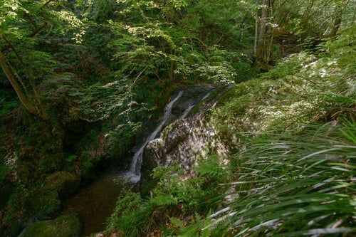 新緑に覆われた藤懸の滝の写真