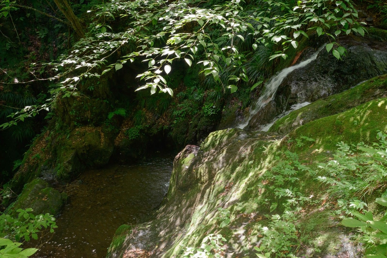 「森の中の滝壺」の写真