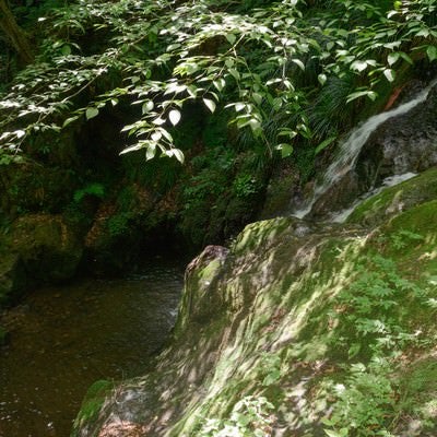 森の中の滝壺の写真