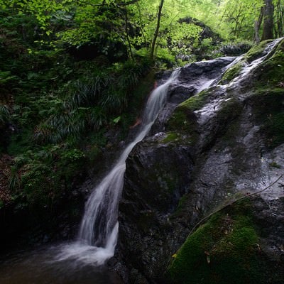 緑が美しい藤懸の滝の写真