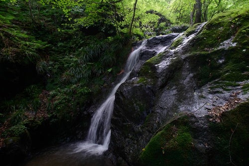 緑が美しい藤懸の滝の写真