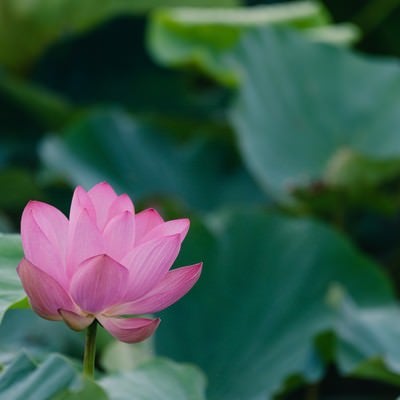 開花を待つ蓮（埼玉県川越市伊佐沼）の写真