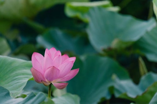 開花を待つ蓮（埼玉県川越市伊佐沼）の写真