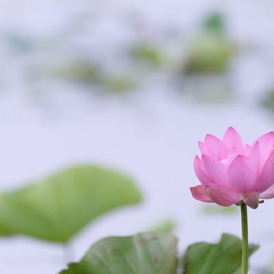 池に咲く一輪の蓮（埼玉県川越市伊佐沼）の写真