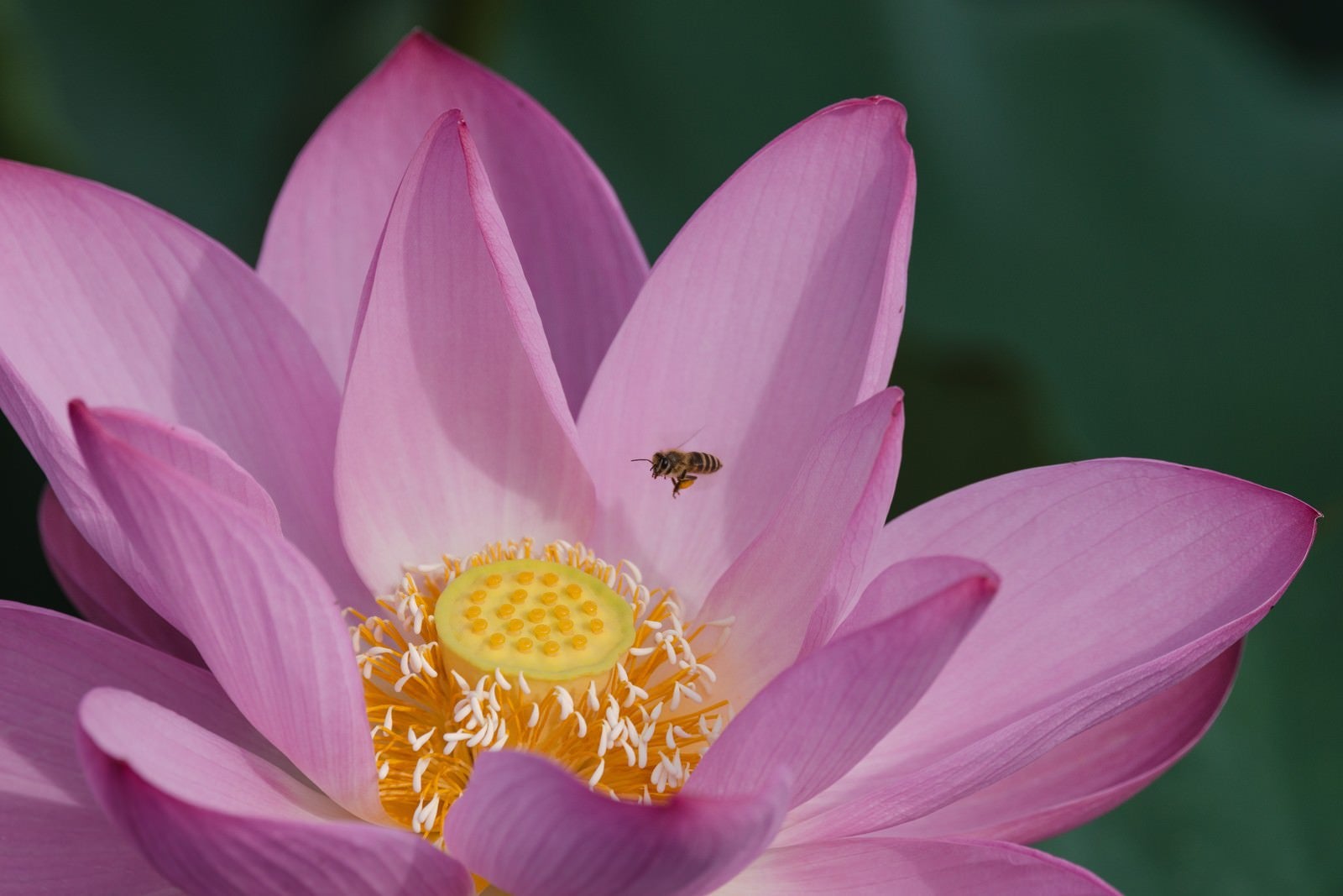 「蓮の雄しべに誘われる蜂」の写真