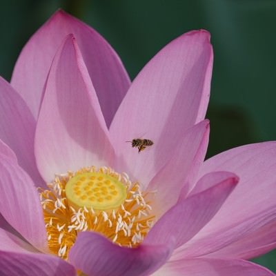 蓮の雄しべに誘われる蜂の写真