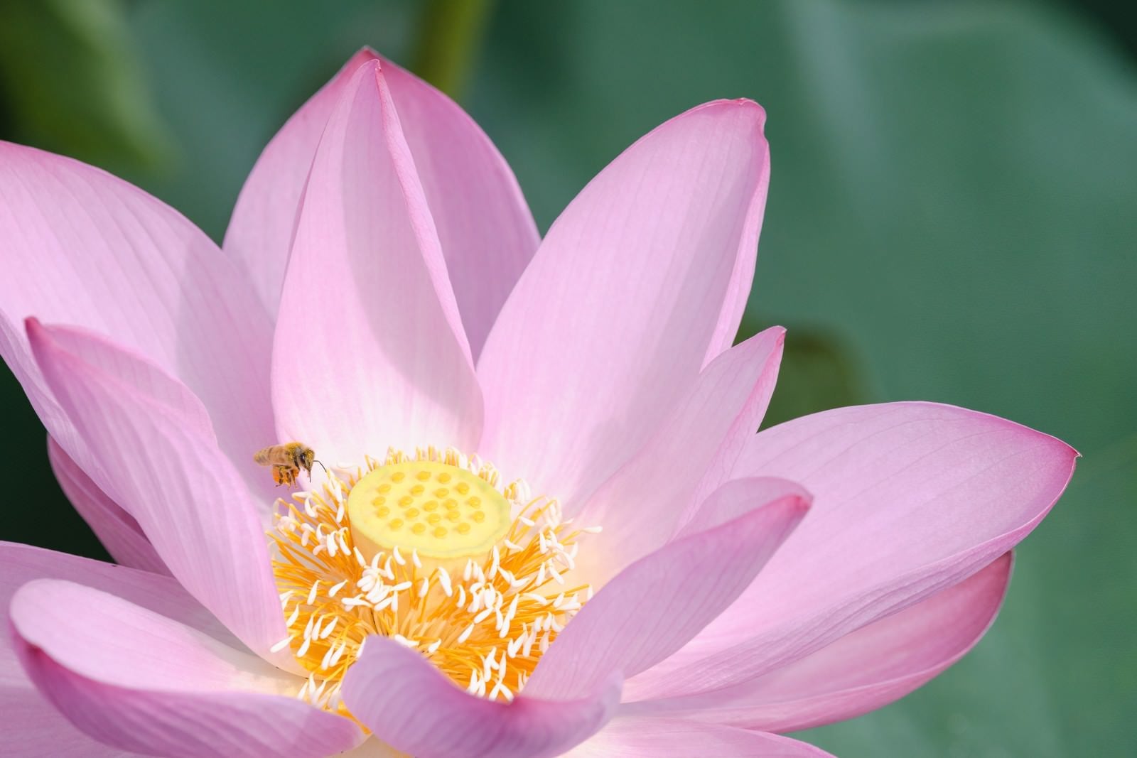 「蓮の雄しべにとまる蜂（埼玉県川越市伊佐沼）」の写真