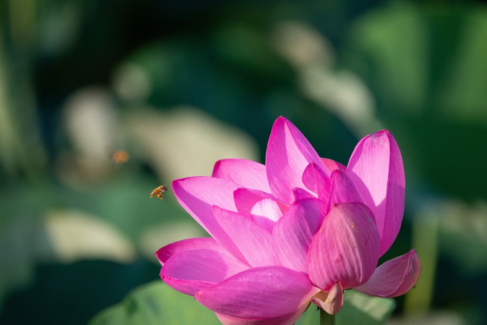 「蓮の花に集まる小さなミツバチ」の写真