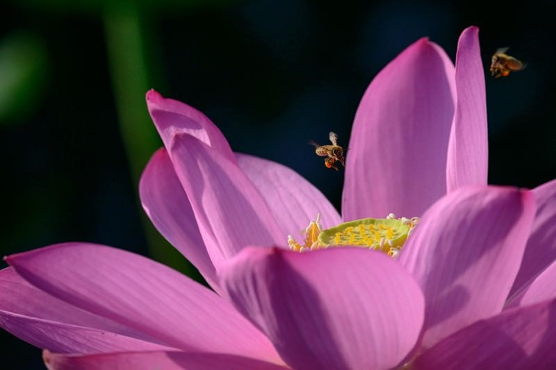 蓮の花に集まるミツバチの写真