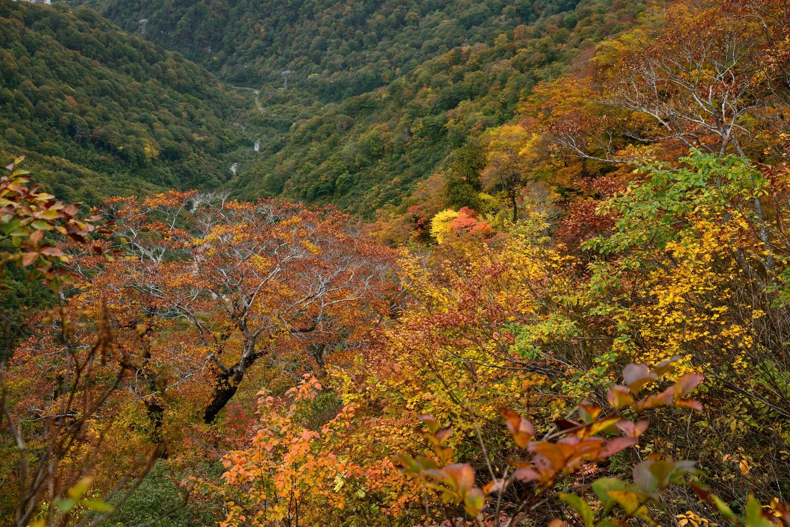 「黄葉した谷川岳の木々」の写真