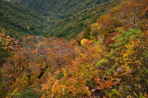 黄葉した谷川岳の木々の写真