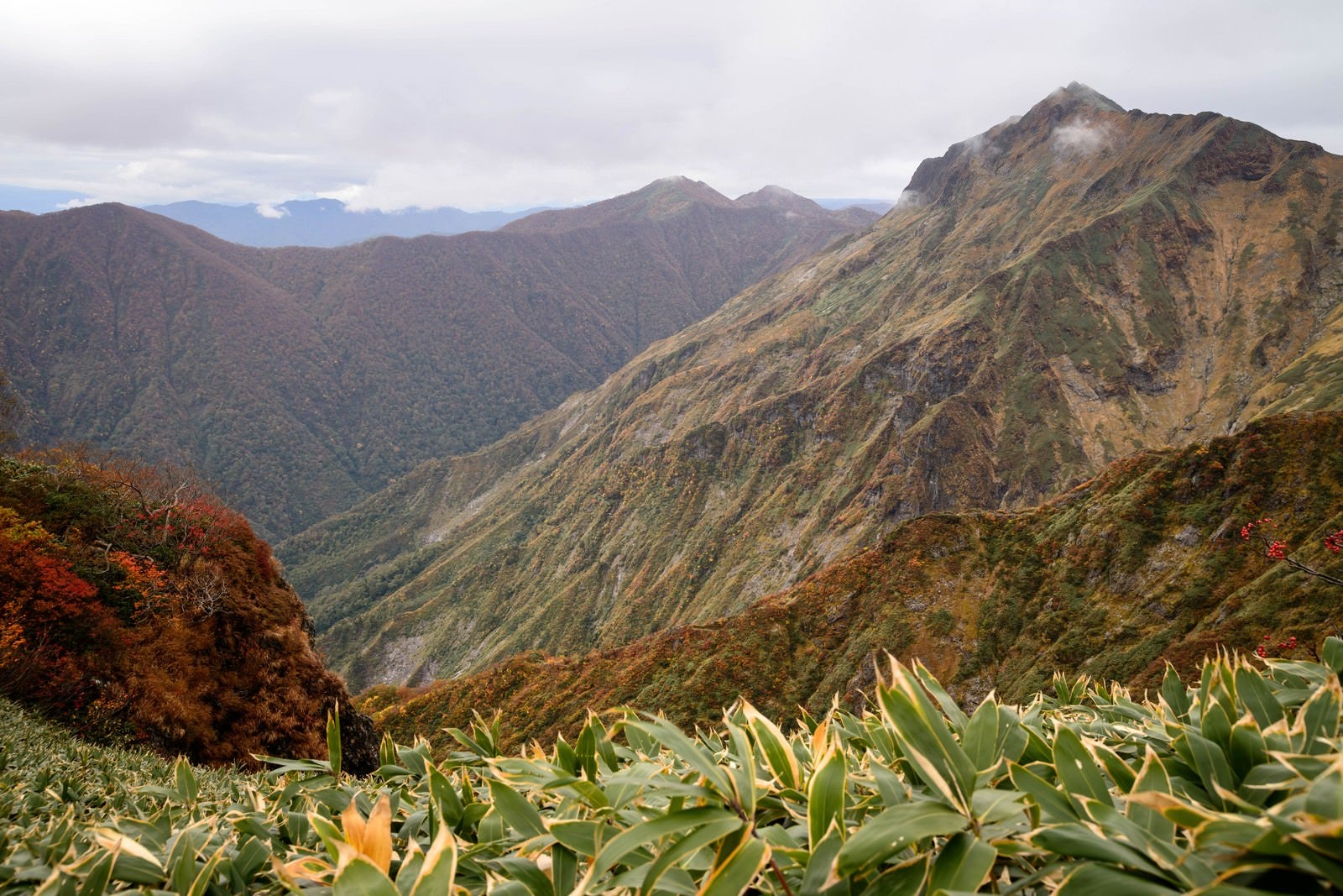 「谷川連峰の高山植物」の写真