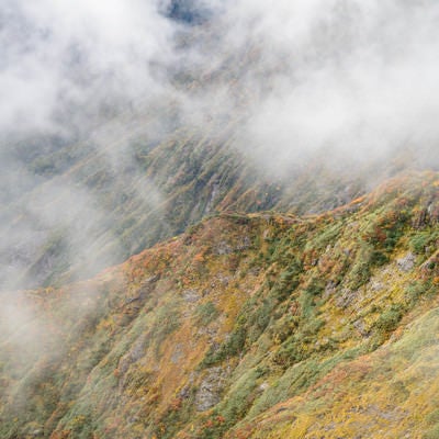 色づく山肌（森林限界地点）の写真