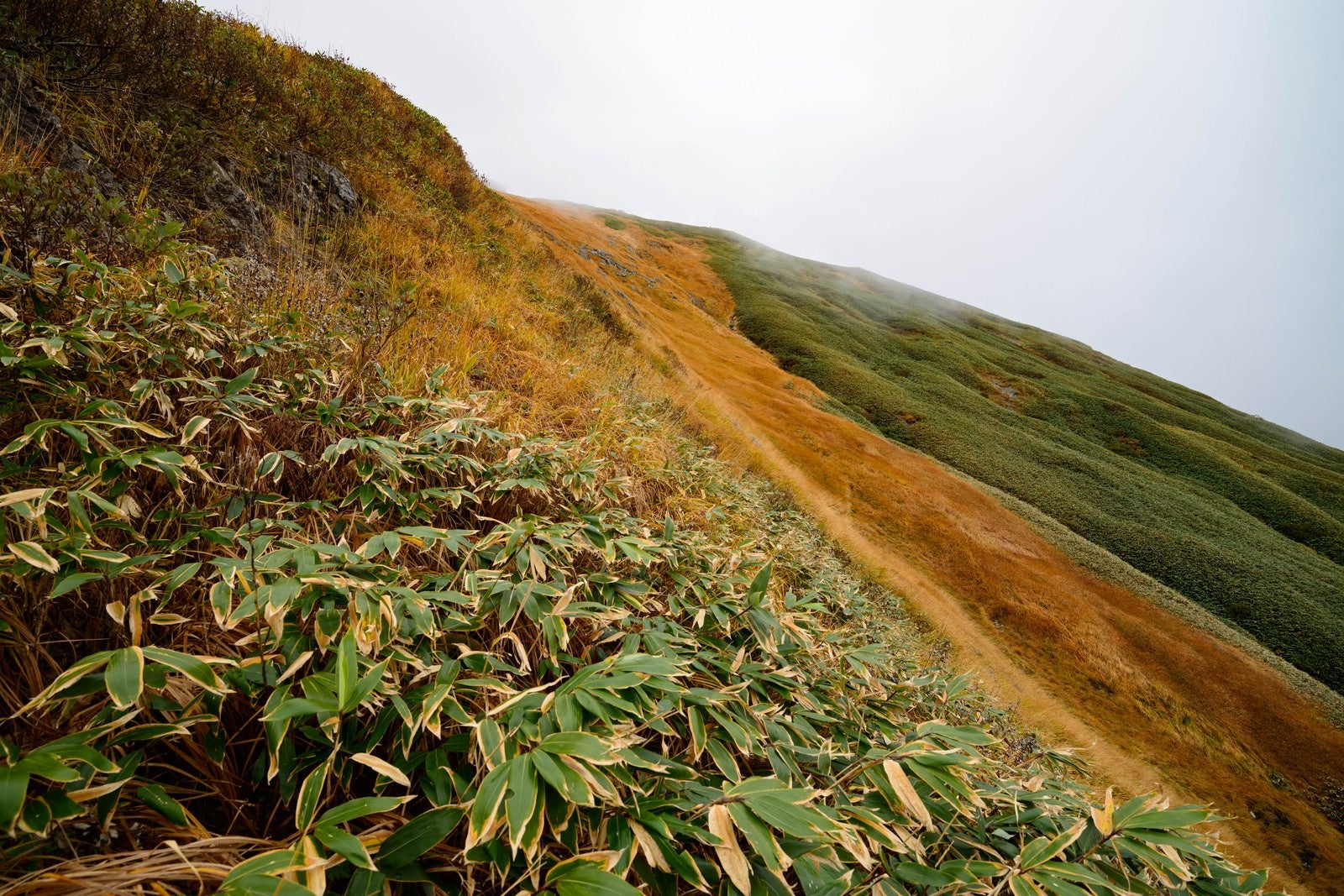 「秋の笹と黄葉する谷川岳の草木」の写真