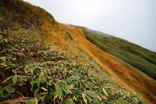 秋の笹と黄葉する谷川岳の草木の写真