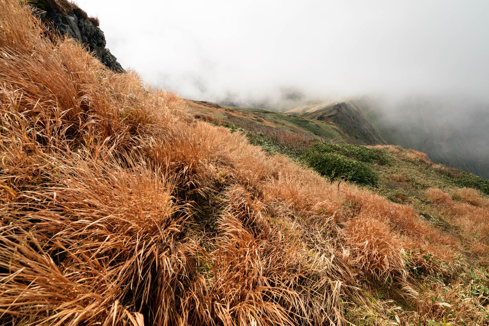 「色づく秋の谷川岳にある枯れ草」の写真