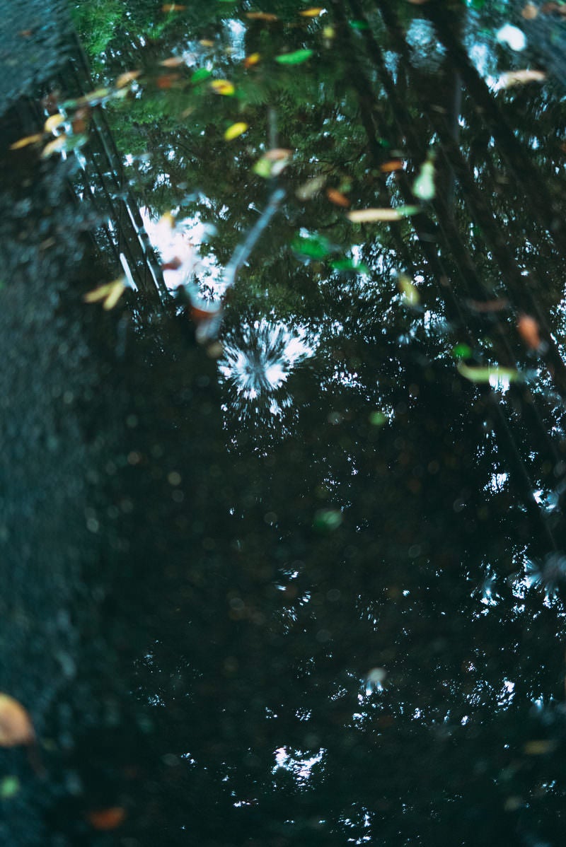 「雨上がり、水たまりに反射する木漏れ日」の写真
