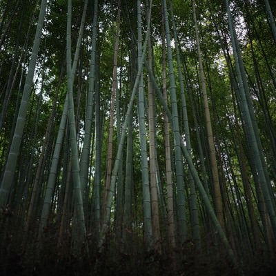 青々しい竹林の写真