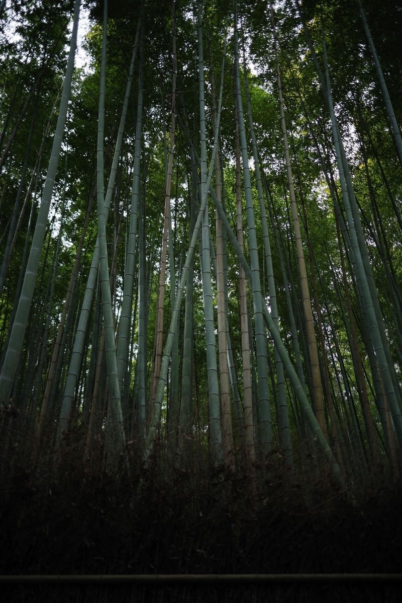 「青々しい竹林」の写真
