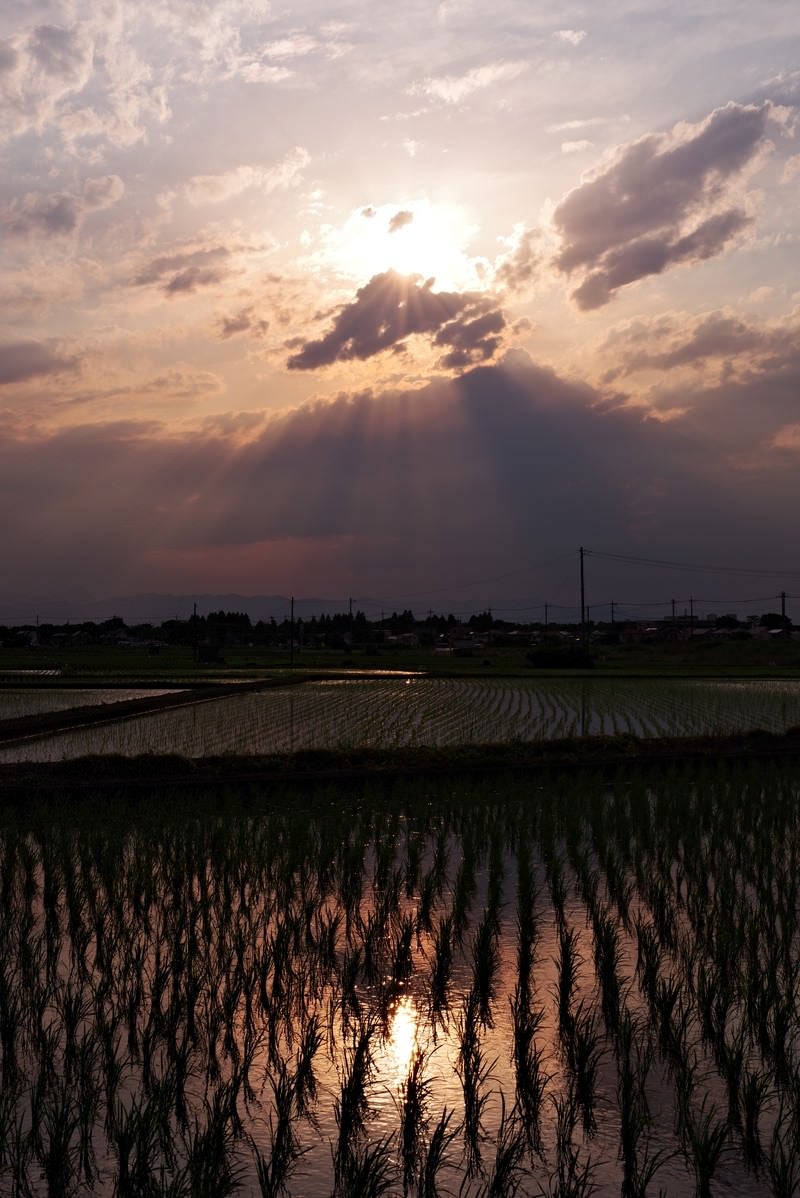 「夕焼けと反射する水田」の写真