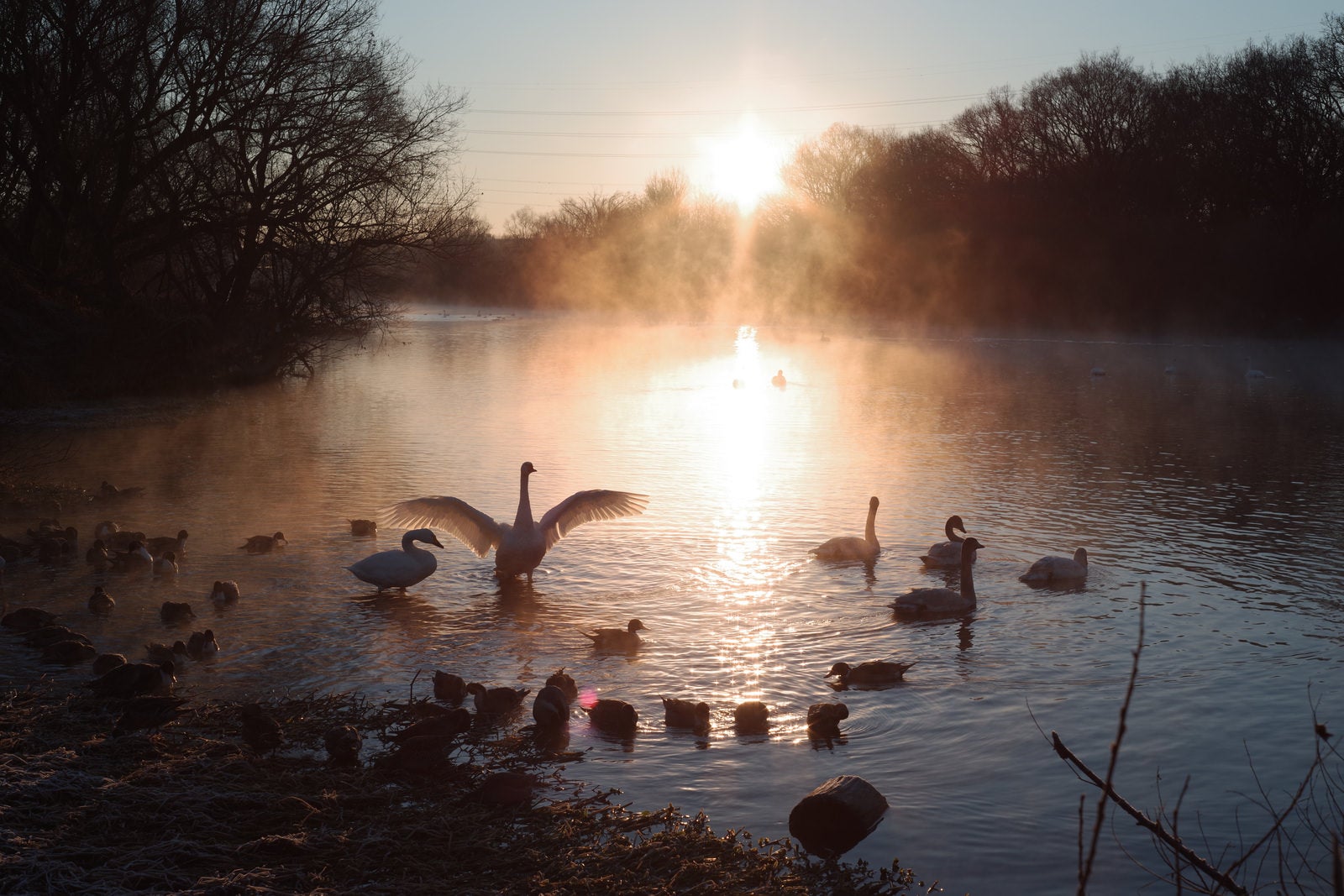 「川霧と集う白鳥の群れ」の写真