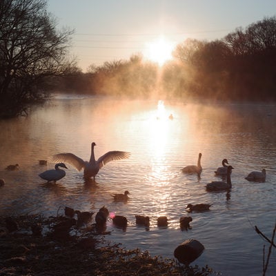 川霧と集う白鳥の群れの写真