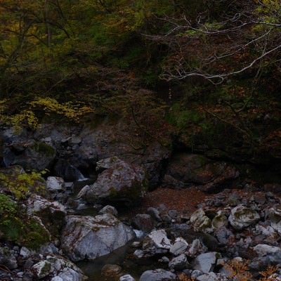 紅葉がはじまる奥多摩の渓谷の写真