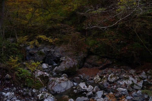 紅葉がはじまる奥多摩の渓谷の写真