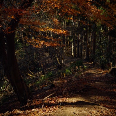 紅葉に覆われた登山道の写真