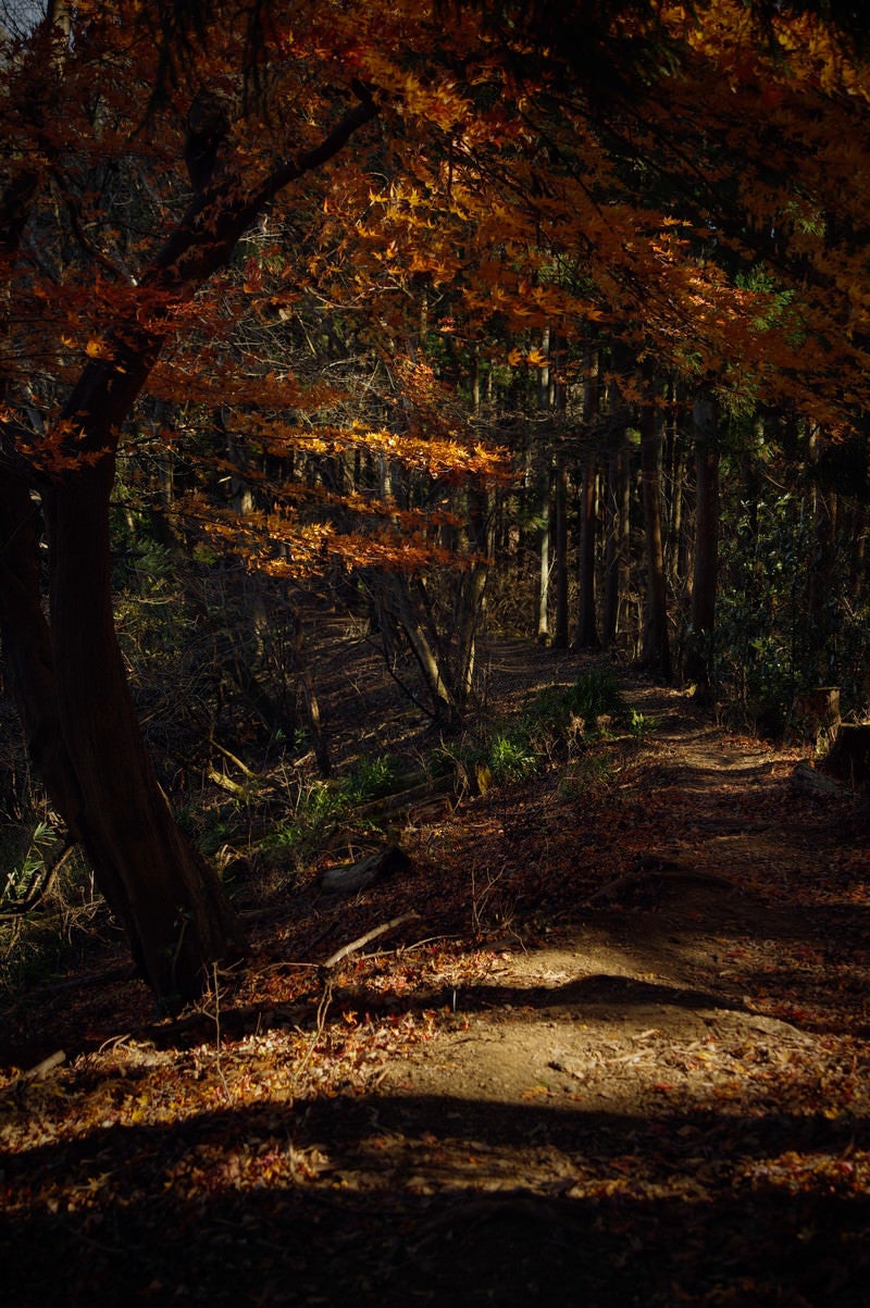 「紅葉に覆われた登山道」の写真