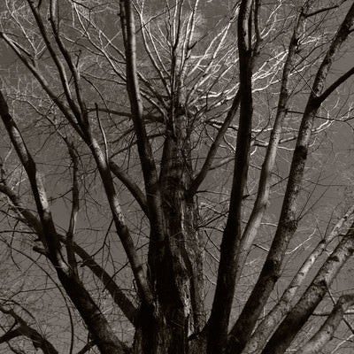 葉が落ちたメタセコイアの木の写真