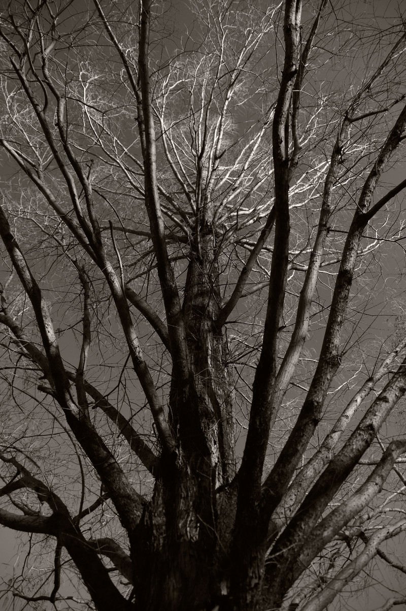 「葉が落ちたメタセコイアの木」の写真